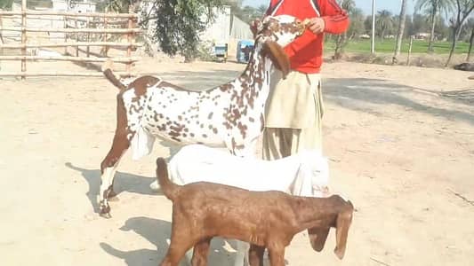 Makkah chini Bakri our 2 Bacchon Ka Sath for sale Call Me _03258956386