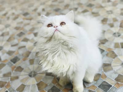 persion pair for sale