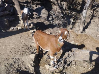 Goats for sale