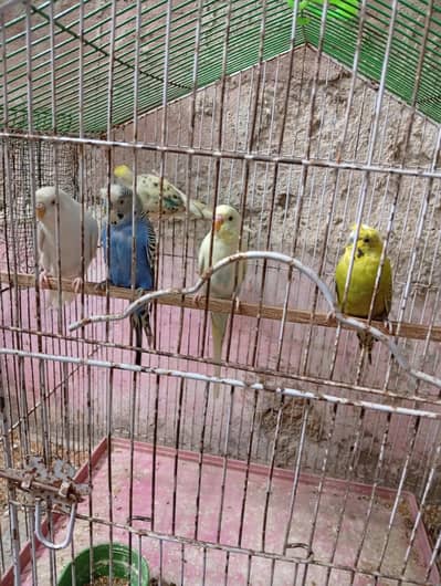 australian breeder pair urjent sale