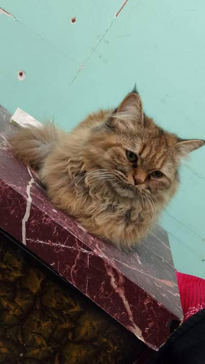 female kitten 03051567711