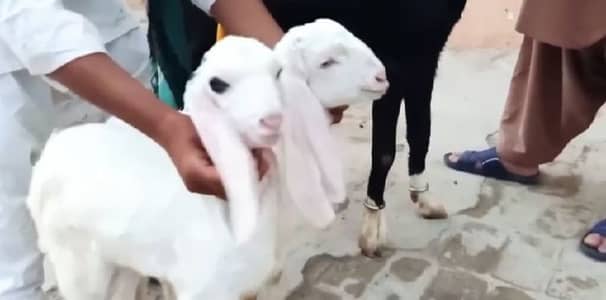 2 Bacchon Ka Sath Desi Bakri For Sale/ 03147608930