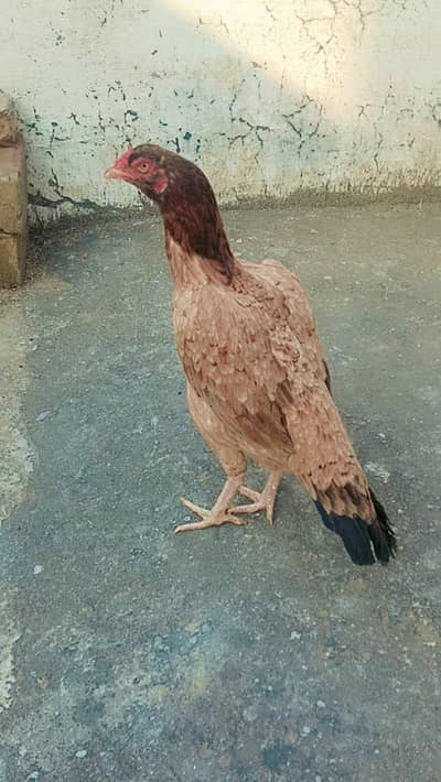 LAKHI Mianwali Female Price FiX h no bargaining