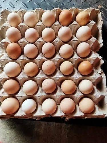 Misri Goden Eggs for Sale