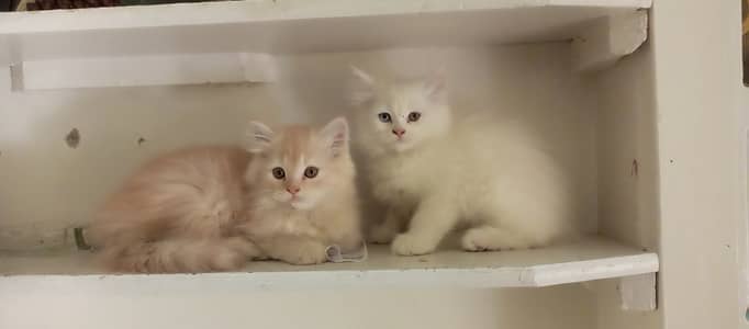 Beautiful playful adorable healthy Persian kittens