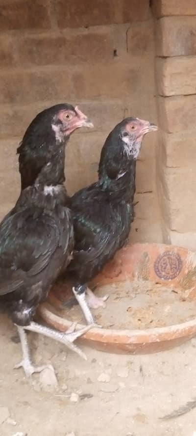 aseel Thai+Desi i available for sale