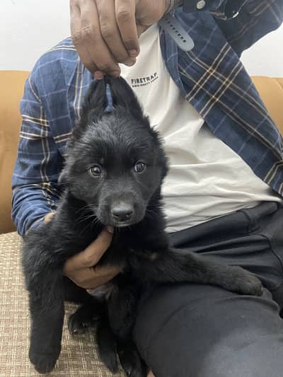 Long Coat Black German Shepherd Puppies for Sale