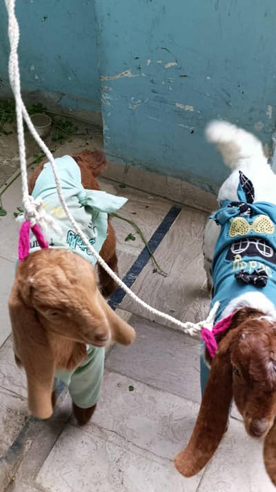 Healthy and Active 3 Months Old Goat Kids for Sale