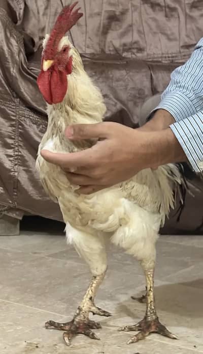 i have 7 desi murgee jo better condition mei hai