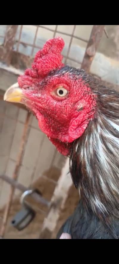 miyawali lasani aseel