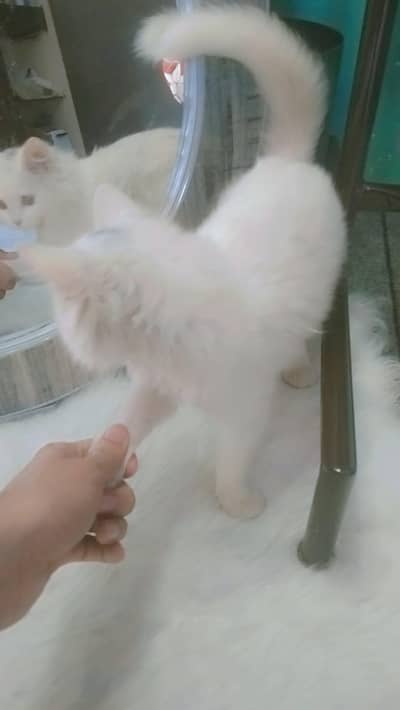 Persion Cat Dubble Cotted