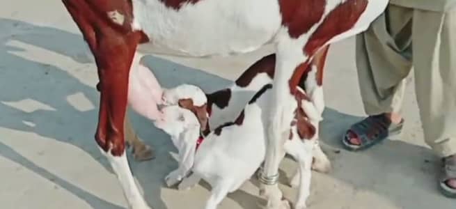 2 Bacchon Ka Sath Desi Bakri For Sale/ 03291198926