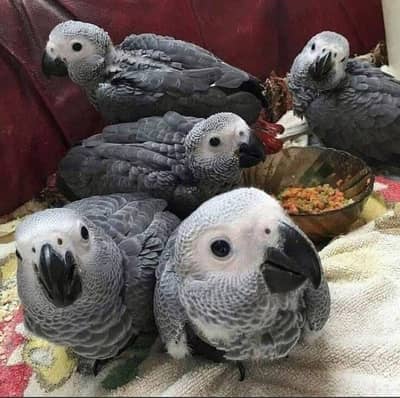 African grey parrot chicks for sale 0307.1267. 172