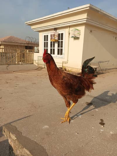 dasi murga rooster for sale