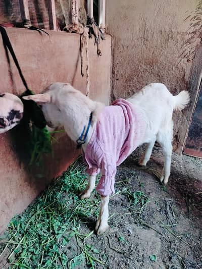 Pure Tedda Breeder quality