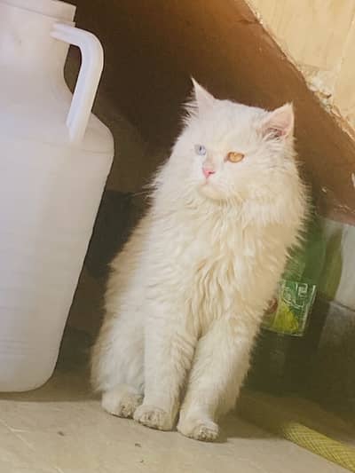 Meeting purpose male available