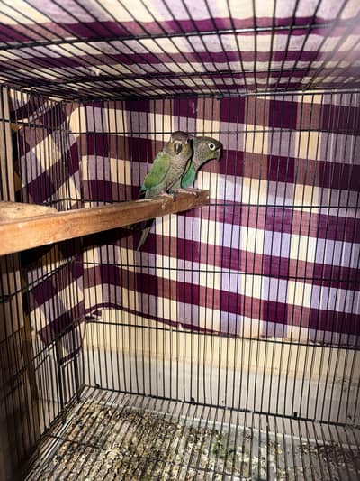 blue turquoise conure