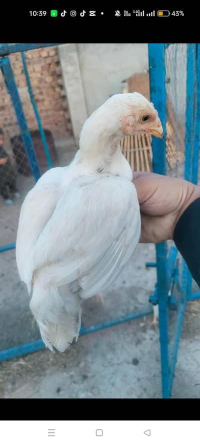 Heera aseel paper white bloodline  gurantee k sath