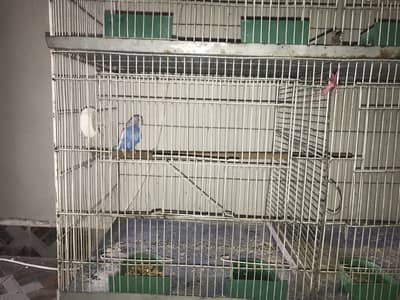 9 budgie parrot