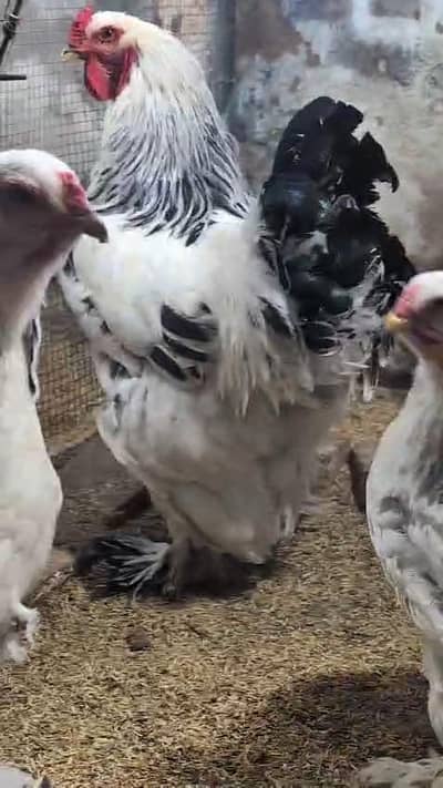Light/blue columbian, lemonpyle brahma chicks