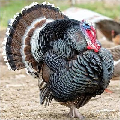 Black Turkey  set 2 females and 1 Male