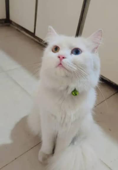 Persian female kitten for sale 0320-82-95-997 Whatsapp number
