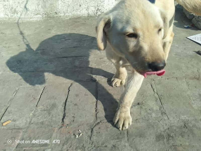 Labrador 2