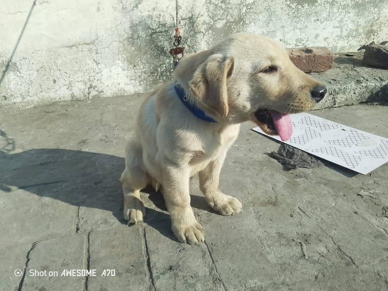 Labrador 5