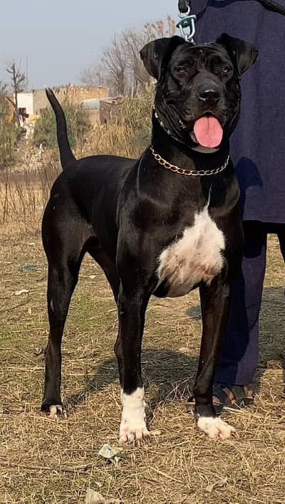 Bully gultair Female / Bully gultair / gultair female dog sale