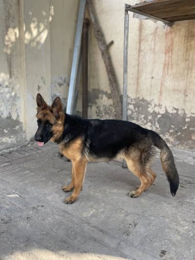German shepherd female