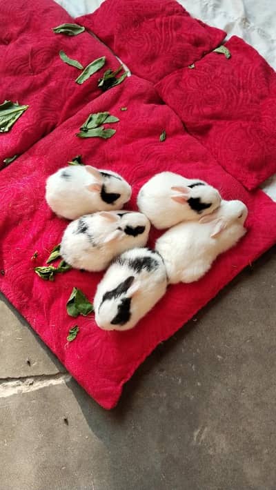 Rabbit Babies bunny