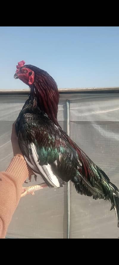 Amorhi Madi Lakha Male Silkie