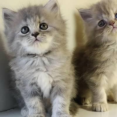 Extra ordinary quality kitten's looking for new home Cod avb rwp/isb
