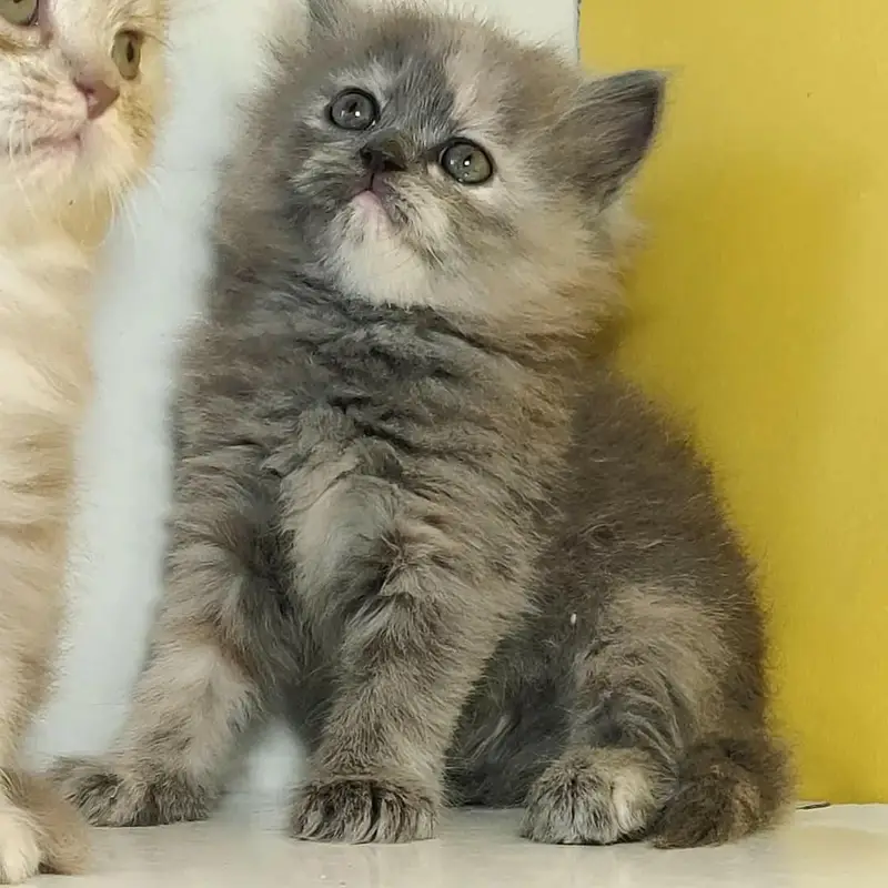 Extra ordinary quality kitten's looking for new home Cod avb rwp/isb — photo 2