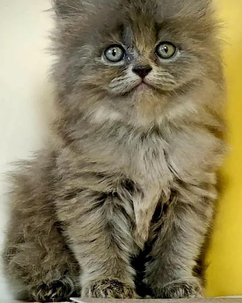 Extra ordinary quality kitten's looking for new home Cod avb rwp/isb — photo 3