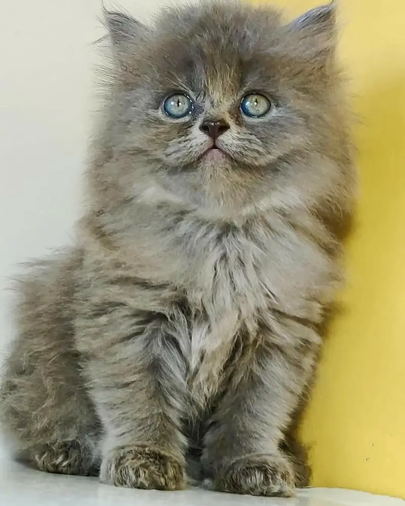 Extra ordinary quality kitten's looking for new home Cod avb rwp/isb — photo 4