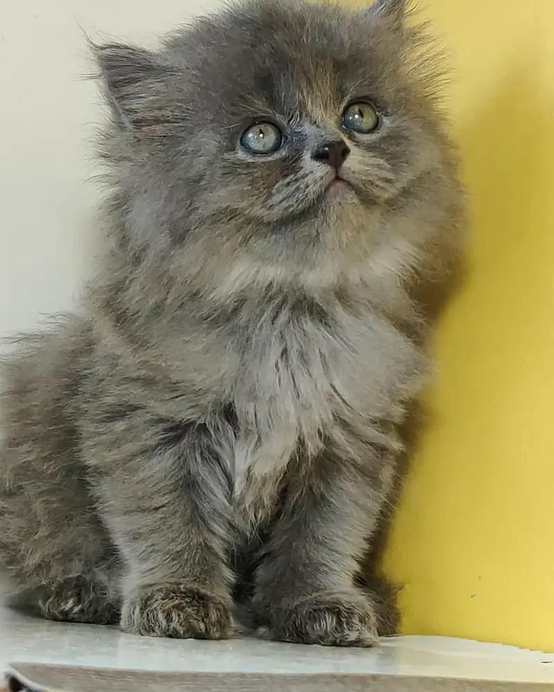 Extra ordinary quality kitten's looking for new home Cod avb rwp/isb — photo 5