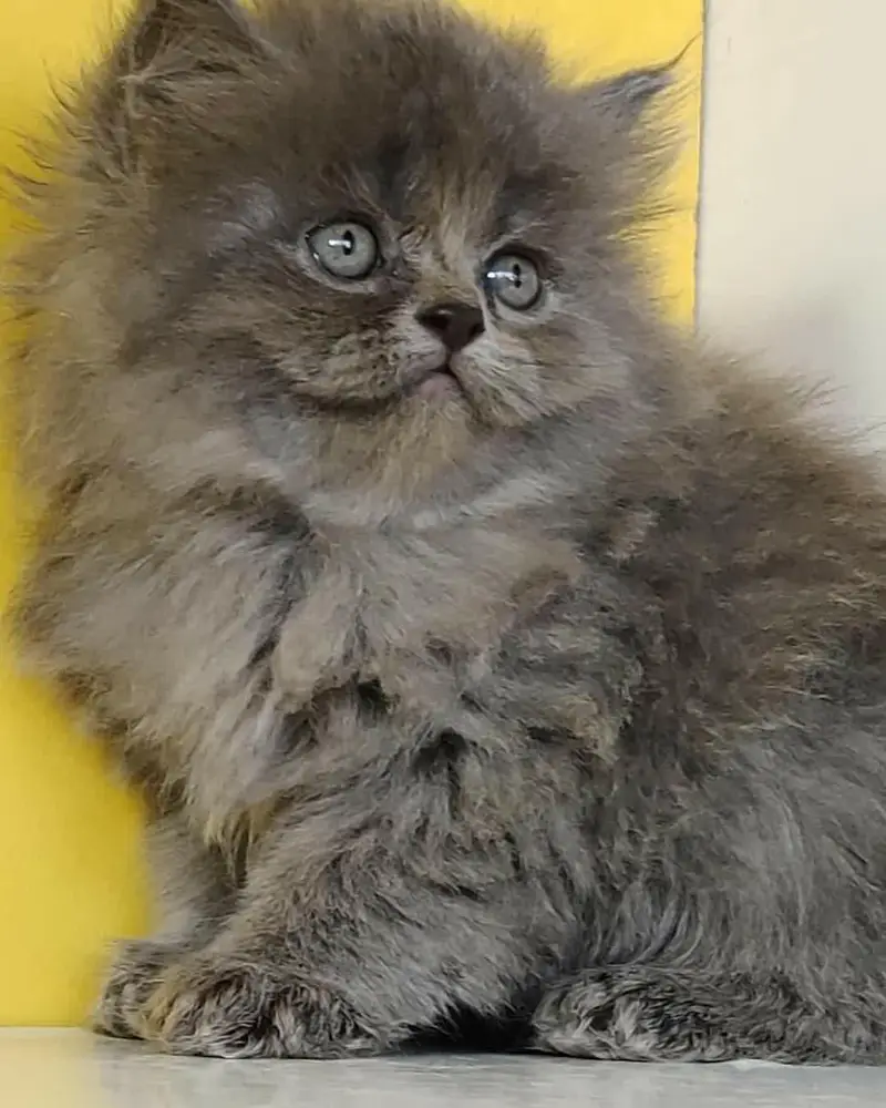 Extra ordinary quality kitten's looking for new home Cod avb rwp/isb — photo 6