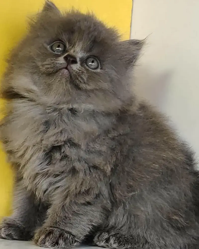 Extra ordinary quality kitten's looking for new home Cod avb rwp/isb — photo 7