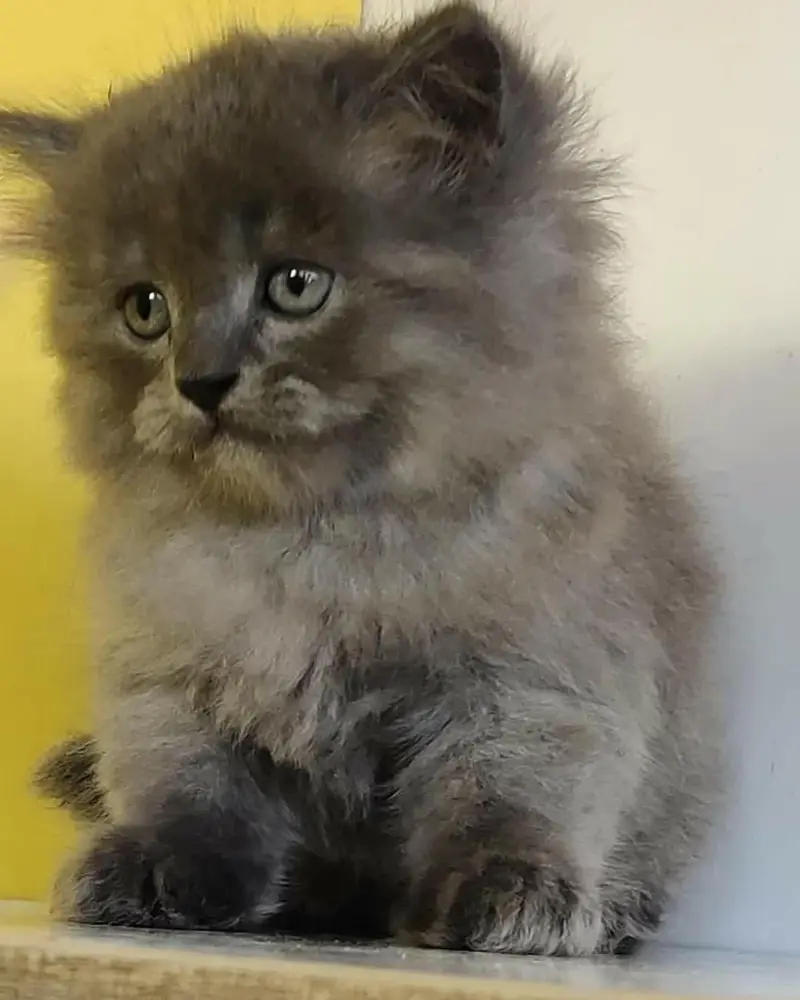 Extra ordinary quality kitten's looking for new home Cod avb rwp/isb — photo 8