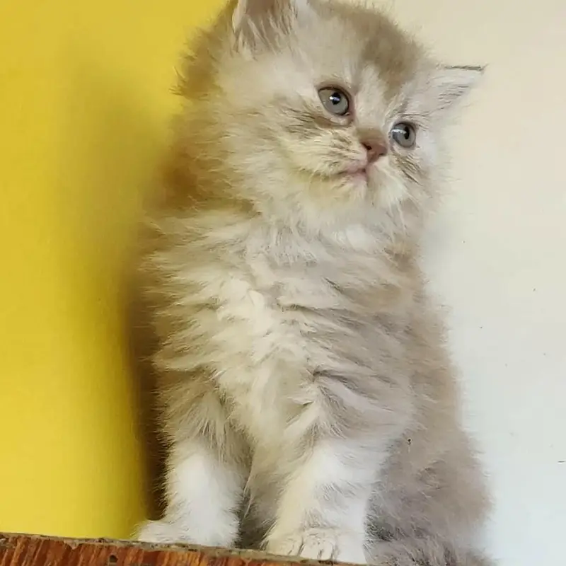 Extra ordinary quality kitten's looking for new home Cod avb rwp/isb — photo 9