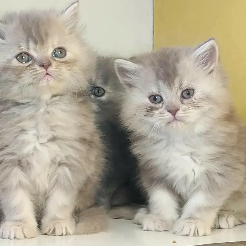 Extra ordinary quality kitten's looking for new home Cod avb rwp/isb — photo 12