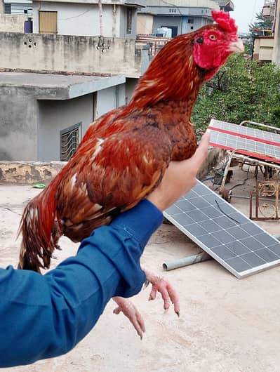 peela high quality bird