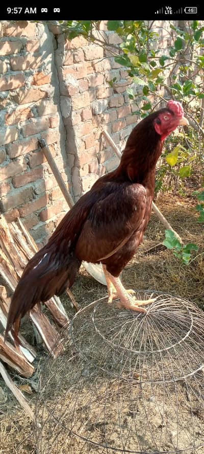 Whatsapp 03145501013