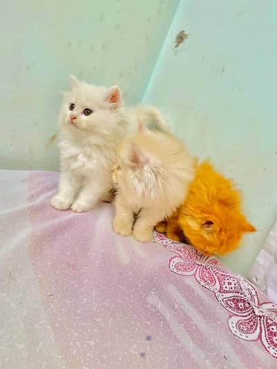 Persian triple long coated quality kittens up for sale Cod avb rwp/isb