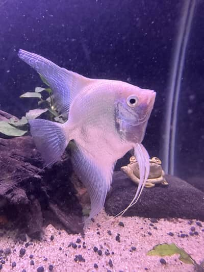 Angle fishes pair for sale, 100% breeder pair hai