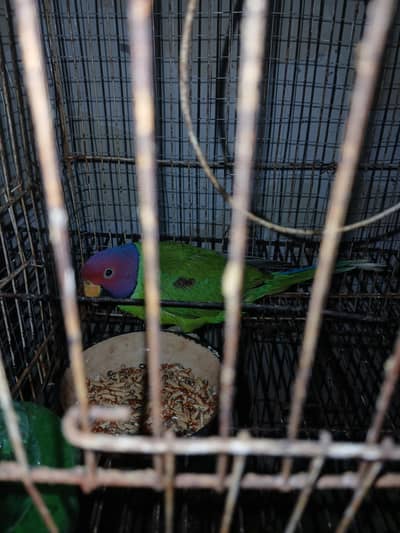 Plum Head parrot Male Adult