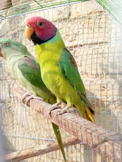 A little parrot beautiful colour with beautiful voice