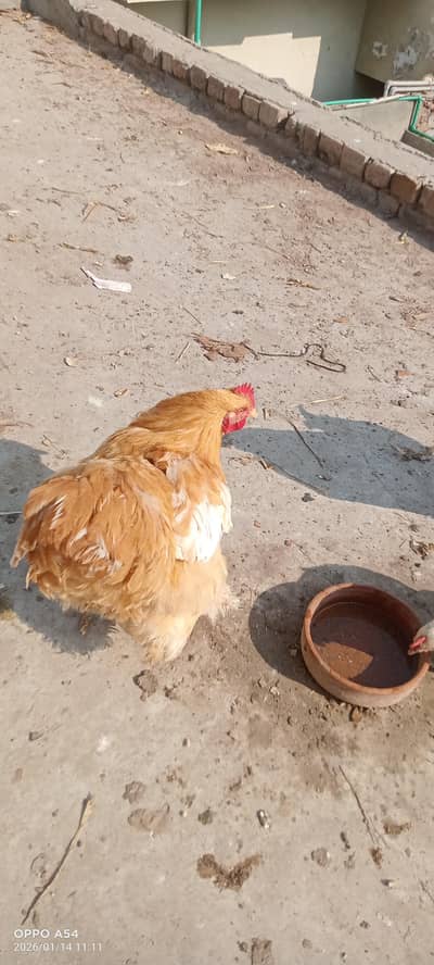 golden buff heavy male and white java pair or fawn or zebra finche