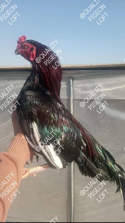 Amorhi Madi Lakha Male Silkie